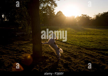 Eine Haustier Spaniel springt während bellend am Park Baum Eichhörnchen gegen einen Baum. Stockfoto