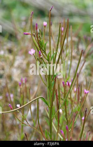 Breitblättrigen Weidenröschen, Epilobium Montanum, blühende jährliche Unkraut mit Samenkapseln entwickeln, Berkshire, August Stockfoto