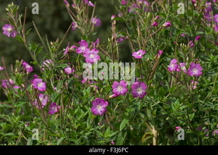 Großen Weidenröschen, Epilobium Hirsutum, blühen an den Ufern des Kennet & Avon Canal im Sommer, Juli, Berkshire Stockfoto