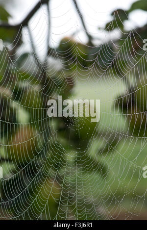 Eine Kreuzspinne, Araneus Diadematus, Tau bedeckt Radnetz auf einem Apfelbaum früh auf ein Herbstmorgen, Berkshire, England, UK, Stockfoto