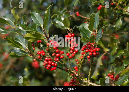 Holly, Ilex Aquifolium, roten Beeren und grünen Blättern im Frühherbst, Berkshire, UK, Oktober Stockfoto