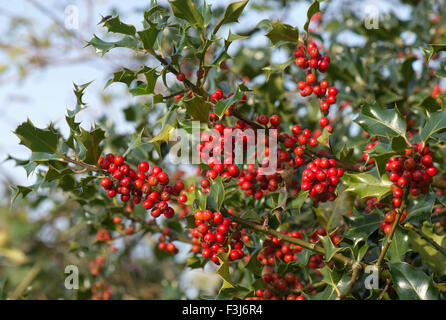 Holly, Ilex Aquifolium, roten Beeren und grünen Blättern im Frühherbst, Berkshire, UK, Oktober Stockfoto