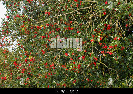 Holly, Ilex Aquifolium, roten Beeren und grünen Blättern im Frühherbst, Berkshire, UK, Oktober Stockfoto