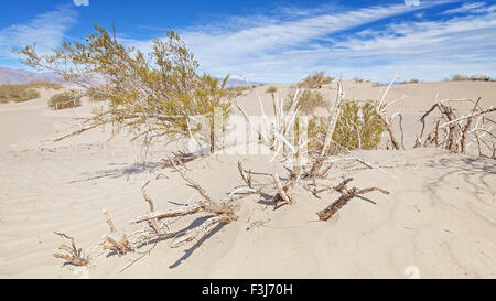 Trockene Pflanzen auf Dünen, geringe Schärfentiefe, Death Valley Nationalpark, Kalifornien, USA. Stockfoto