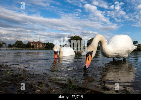 Stummschalten Sie Schwäne Erwachsene (Cygnus Olor) Fütterung im Wasser, Burgess Park, London, England, Großbritannien, Vereinigtes Königreich, Europa Stockfoto