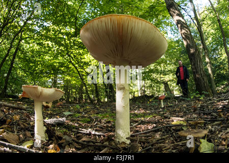 Gemeinsamen Trichter (Clitocybe Gibba) Pilze hautnah mit Mann im Hintergrund im Epping Forest, England, Großbritannien, United Kingd Stockfoto