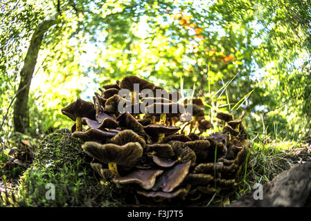 Samt Schaft (Flammulina Velutipes) Pilze hautnah im Epping Forest, England, Großbritannien, Vereinigtes Königreich, Europa Stockfoto