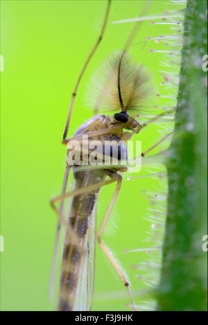 Seite des wilden fliegen Chironomidae Chironomus Riparius Culicidae Culex Mücken auf einen grünen Zweig Stockfoto