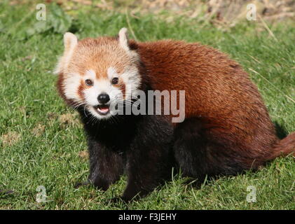 Glücklich asiatischen Red Panda (Ailurus Fulgens), Zunge zeigen Stockfoto