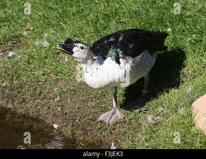 Männliche Ente der alten Welt Kamm oder Knopf-billed Ente (Sarkidiornis Melanotos Melanotos) am Rand des Wassers Stockfoto