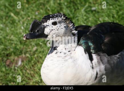 Männliche Ente der alten Welt Kamm oder Knopf-billed Ente (Sarkidiornis Melanotos Melanotos), Nahaufnahme des Kopfes und knorrigen Rechnung Stockfoto