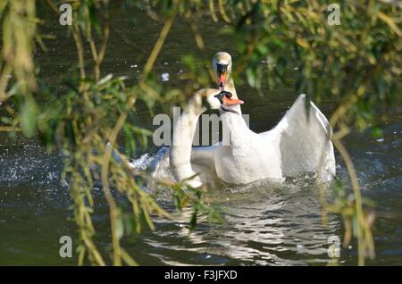 Männliche Mute Schwäne kämpfen am Fluss Avon Stockfoto