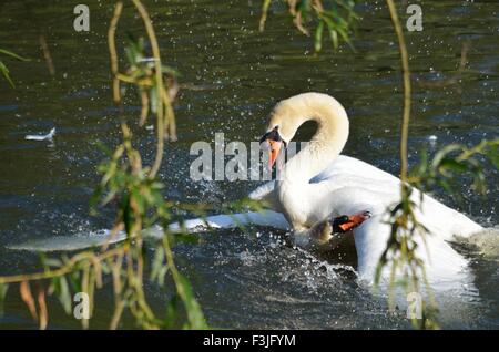 Männliche Mute Schwäne kämpfen am Fluss Avon Stockfoto