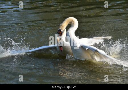 Männliche Mute Schwäne kämpfen am Fluss Avon Stockfoto