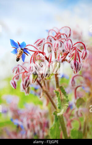 Eine Biene saugen Nektar aus Borretsch Blume Blau Stockfoto