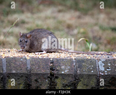 Braune Ratte auf Gartenmauer Stockfoto