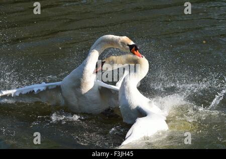 Männliche Mute Schwäne kämpfen am Fluss Avon Stockfoto