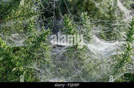 Tau auf Spinnen Web und Ginster. Stockfoto