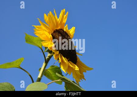 Riesen Sonnenblumen vor einem strahlend blauen Himmel Stockfoto