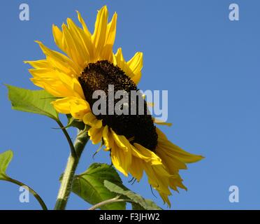 Riesen Sonnenblumen vor einem strahlend blauen Himmel Stockfoto