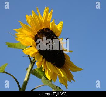 Riesen Sonnenblumen vor einem strahlend blauen Himmel Stockfoto