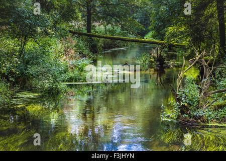 Black River Hancza. Suwalsczyzna. Polen Stockfoto