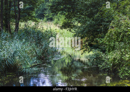 Black River Hancza. Suwalsczyzna. Polen Stockfoto