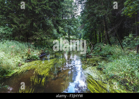 Black River Hancza. Suwalsczyzna. Polen Stockfoto