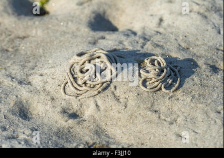 Die Besetzung der Wattwurm oder Sandwurm auf dem silbernen Sand in Morar, Schottland bei Ebbe. Stockfoto