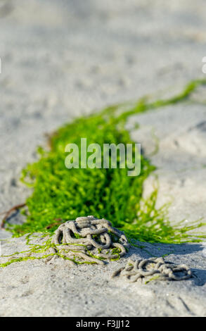 Grüne Algen auf den Wattwurm Würfen bei Ebbe gefangen. Stockfoto