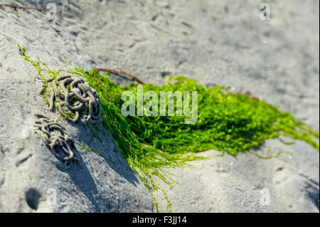 Grüne Algen auf den Wattwurm Würfen bei Ebbe gefangen. Stockfoto