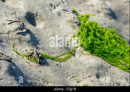 Grüne Algen auf den Wattwurm Würfen bei Ebbe gefangen. Stockfoto