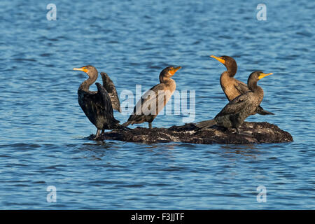 Doppel-crested Kormoran Stockfoto