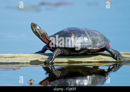 Östliche gemalte Schildkröte ruht auf einem Baumstamm Stockfoto