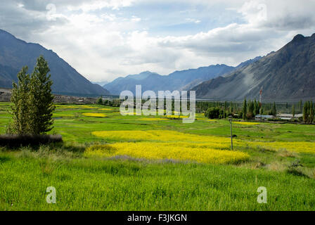 Senf Felder am Diskit; Ladakh; & Bihar; Indien Stockfoto