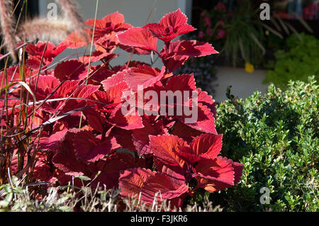 Buntnessel; Caipirinha; Solenostemon Stockfoto