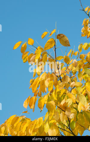 Cladrastis Kentukea. Kentucky Yellowwood / American Yellowwood Baum Blätter drehen im Herbst gelb. UK Stockfoto