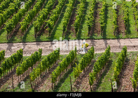 Weingut in den Hügeln von Rüdesheim, über dem Rhein, Oberes Mittelrheintal, Deutschland, Stockfoto