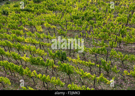 Weingut in den Hügeln von Rüdesheim, über dem Rhein, Oberes Mittelrheintal, Deutschland, Stockfoto