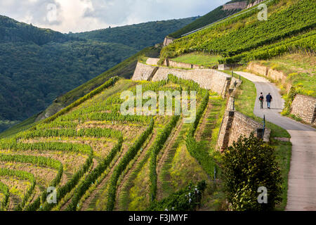 Wanderer in einem Weinberg, in der Nähe von Rüdesheim, mittleren Oberrheingraben, Deutschland Stockfoto