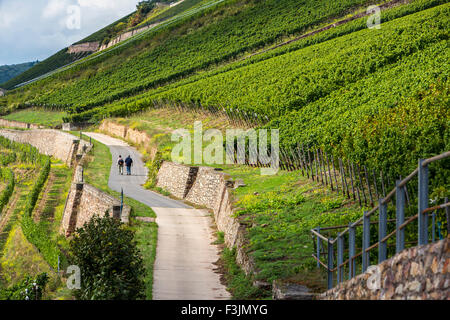 Wanderer in einem Weinberg, in der Nähe von Rüdesheim, mittleren Oberrheingraben, Deutschland Stockfoto