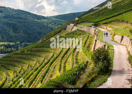 Wanderer in einem Weinberg, in der Nähe von Rüdesheim, mittleren Oberrheingraben, Deutschland Stockfoto