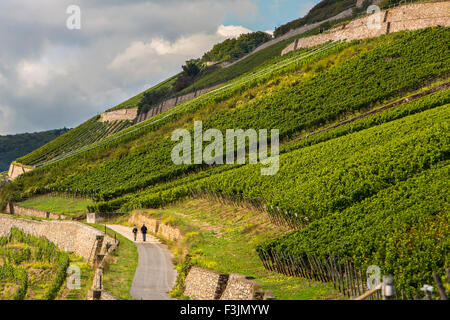 Wanderer in einem Weinberg, in der Nähe von Rüdesheim, mittleren Oberrheingraben, Deutschland Stockfoto