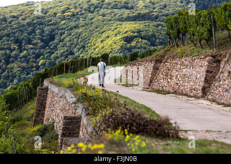 Wanderer in einem Weinberg, in der Nähe von Rüdesheim, mittleren Oberrheingraben, Deutschland Stockfoto