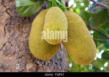 Jack Obstbau auf Baum auf Varun Bauernhof Usarli Dorf Panvel Taluka Maharashtra, Indien Stockfoto