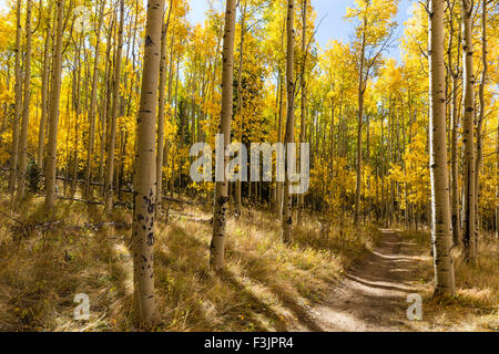 Der Colorado Trail windet sich durch eine bunte Aspen Grove im Herbst Farbe in Kenosha Pass. Stockfoto