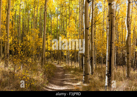 Der Colorado Trail windet sich durch eine bunte Aspen Grove im Herbst Farbe in Kenosha Pass. Stockfoto