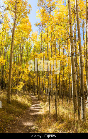 Der Colorado Trail windet sich durch eine bunte Aspen Grove im Herbst Farbe in Kenosha Pass. Stockfoto