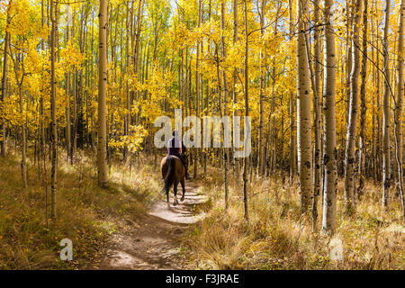Eine Reiterin schlängelt sich durch eine bunte Aspen Grove im Herbst Farbe in Kenosha Pass. Stockfoto