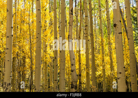 Der Colorado Trail windet sich durch eine bunte Aspen Grove im Herbst Farbe in Kenosha Pass. Stockfoto